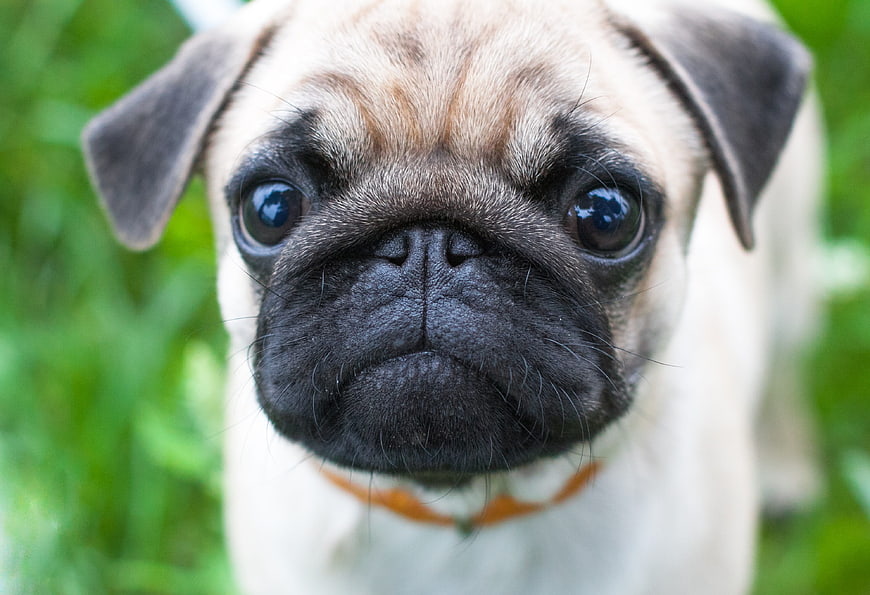 Close-up portrait of a cute pug puppy face