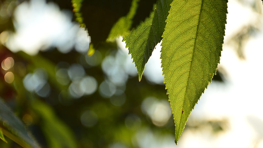 Close-up of vibrant green cherry leaves with bokeh background