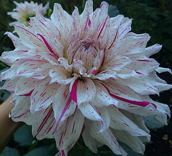 Close-up of white dahlia with pink stripes