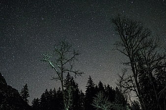 Starry Night Sky Over Silhouetted Forest Trees