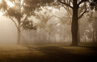 Misty Forest Morning with Sunbeams Through Trees