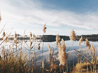 Golden pampas grass swaying by a calm lake at sunset