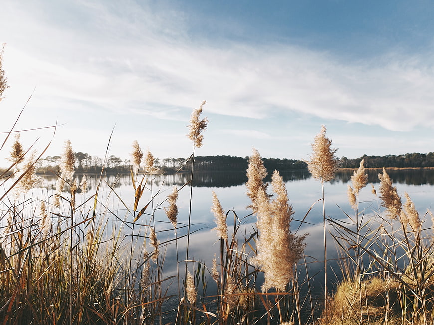 Golden pampas grass swaying by a calm lake at sunset