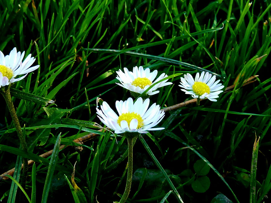White daisies blooming in lush green grass