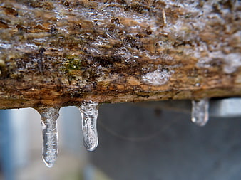 Close-up of icicles hanging from a frozen wooden branch