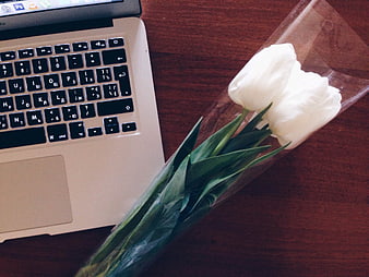 White tulips wrapped in cellophane next to a laptop on a wooden desk