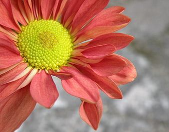 Close-up of Pink Gerbera Daisy with Green Center