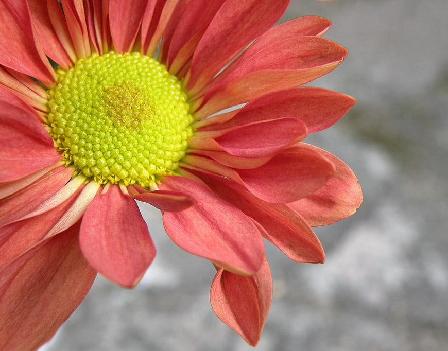 Close-up of Pink Gerbera Daisy with Green Center