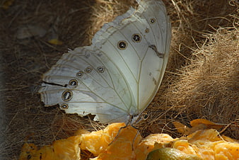 White Morpho Butterfly Feeding on Orange Peels