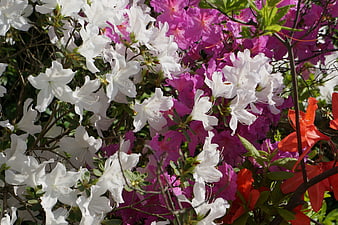 Vibrant White, Pink, and Red Azalea Flowers in Bloom