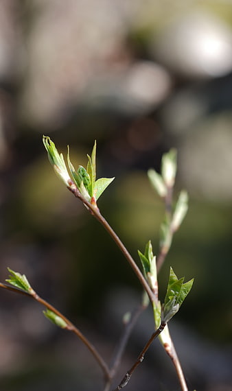 Close-up of fresh green spring buds on a branch