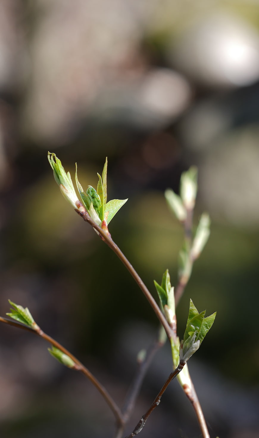 Close-up of fresh green spring buds on a branch