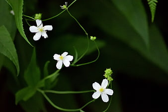 Delicate white wildflowers on slender stems against dark green background
