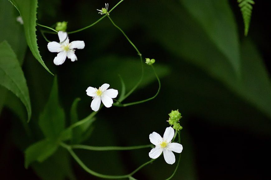 Delicate white wildflowers on slender stems against dark green background