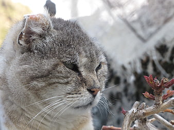 Close-up profile of a grey tabby cat outdoors
