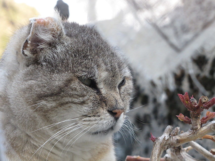 Close-up profile of a grey tabby cat outdoors