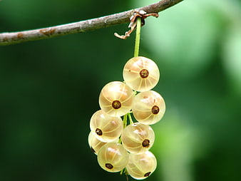 Cluster of White Currants Hanging on Branch
