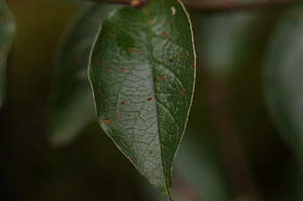 Close-up of green leaf with brown spots and veins