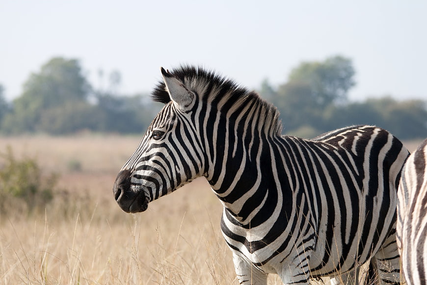 Zebra Standing in African Savanna Grassland