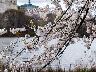 Cherry Blossoms Branch Over Lake with City Background