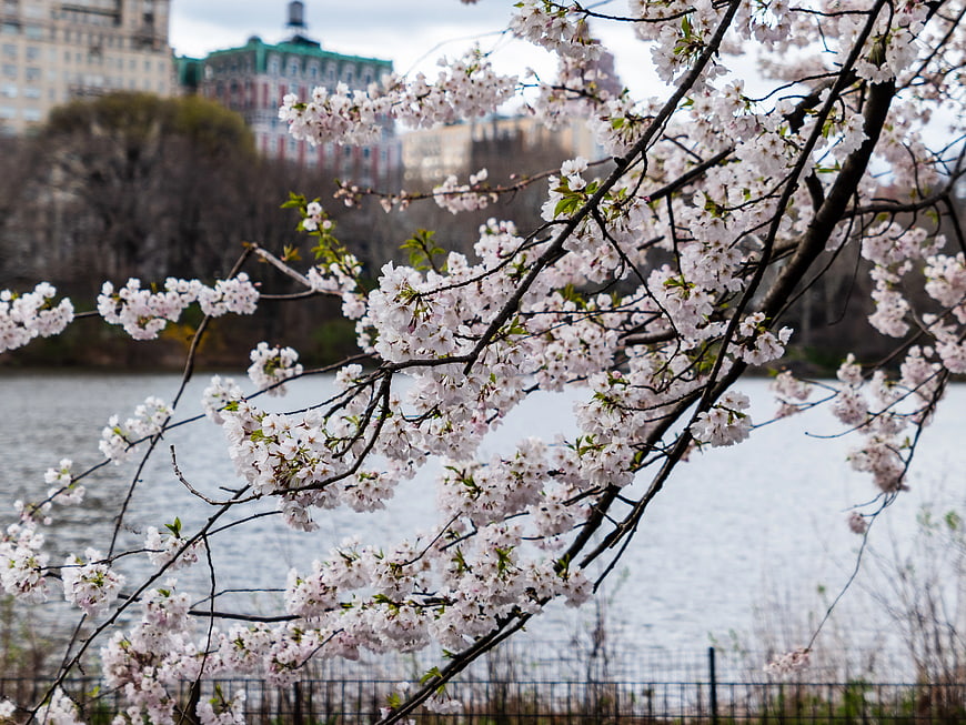 Cherry Blossoms Branch Over Lake with City Background
