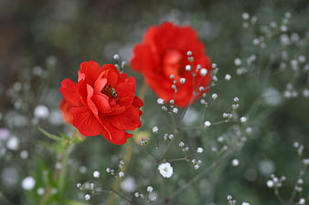 Vibrant Red Rose with Bee and Baby's Breath