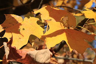 Close-up of vibrant yellow maple leaves in autumn sunlight