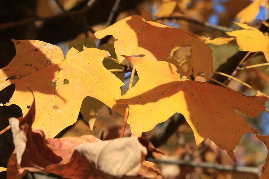 Close-up of vibrant yellow maple leaves in autumn sunlight