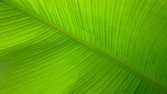 Vibrant Green Banana Leaf Texture Background