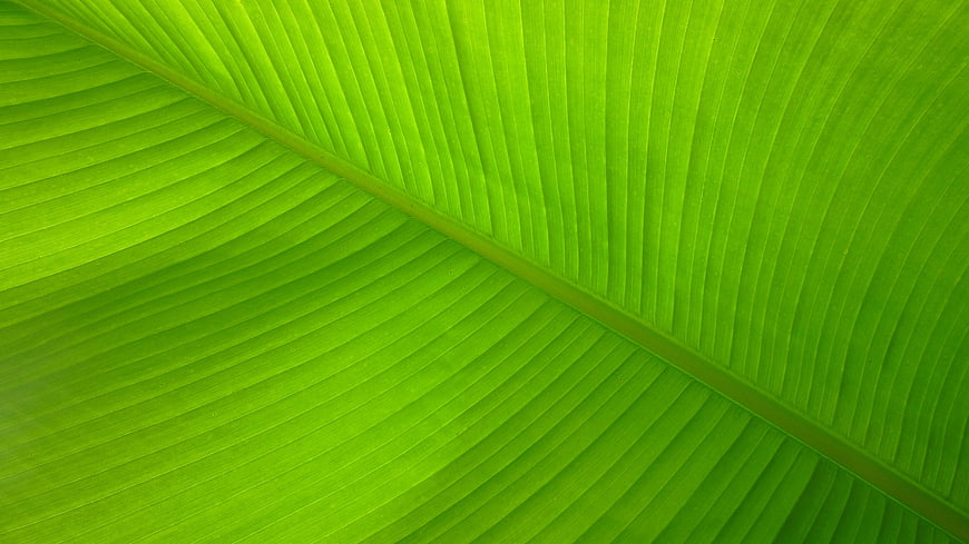 Vibrant Green Banana Leaf Texture Background