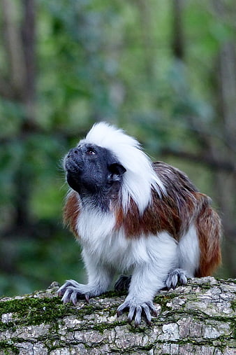 Cotton-top Tamarin Monkey on Mossy Log in Forest