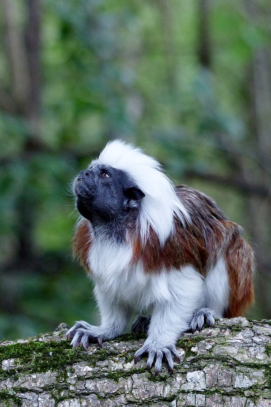Cotton-top Tamarin Monkey on Mossy Log in Forest