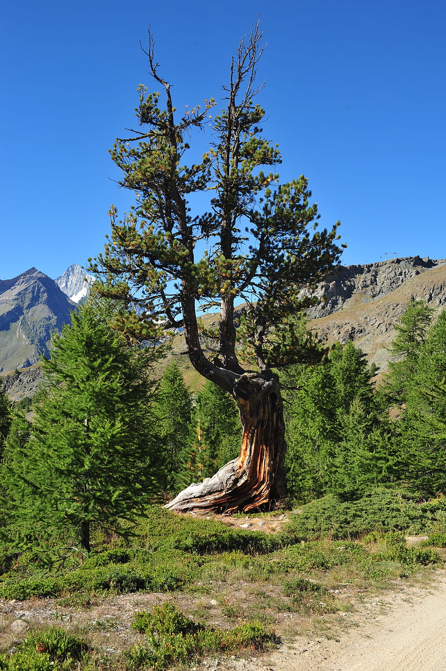 Ancient gnarled pine tree in alpine mountain landscape