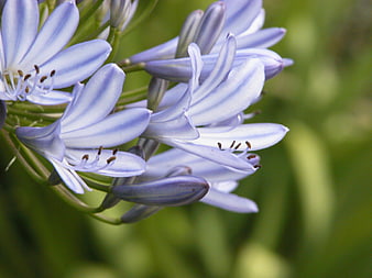 Close-up of Blue Agapanthus Flowers with Green Background
