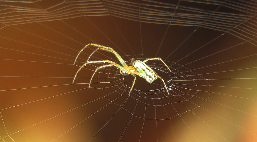 Green spider on web with golden hour backlight