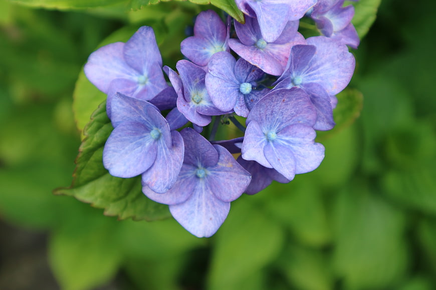 Close-up of purple hydrangea flowers with green leaves