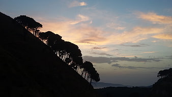 Silhouette of pine trees on a hill against a sunset sky