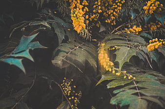 Close-up of yellow Mahonia flowers and dark green leaves