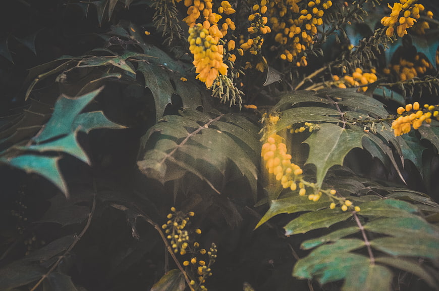 Close-up of yellow Mahonia flowers and dark green leaves
