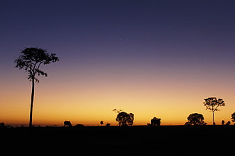 Silhouette of cows and trees against a twilight sky