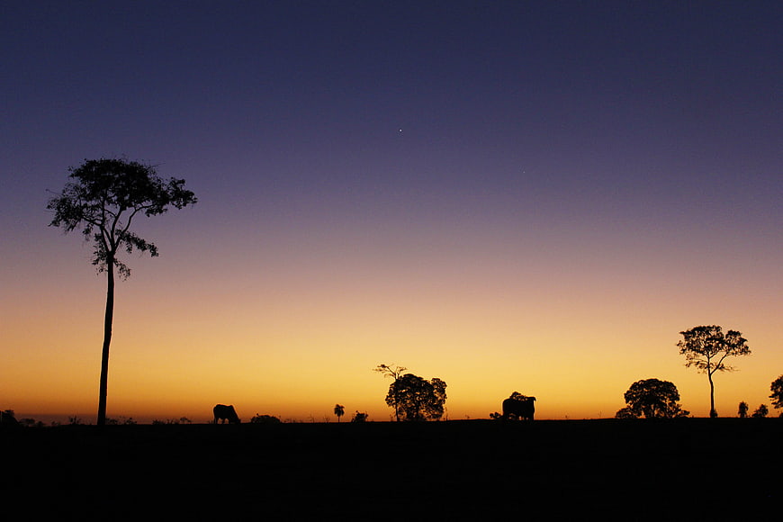 Silhouette of cows and trees against a twilight sky