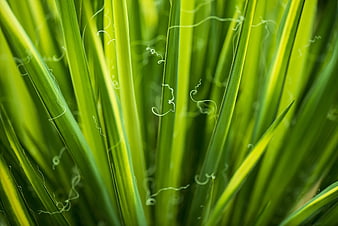 Close-up of vibrant green grass blades with delicate tendrils