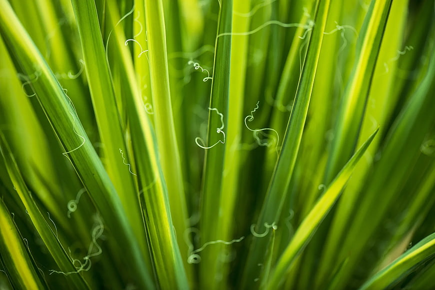 Close-up of vibrant green grass blades with delicate tendrils