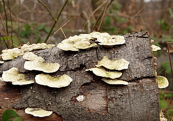 Close-up of bracket fungi growing on a decaying tree log in forest