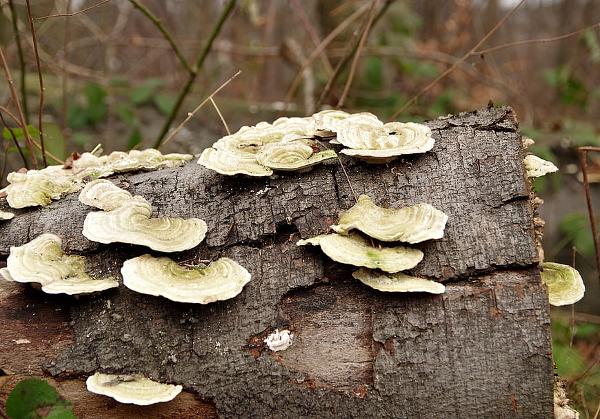 Close-up of bracket fungi growing on a decaying tree log in forest