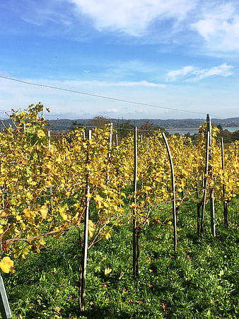 Autumn vineyard with yellow leaves and blue sky