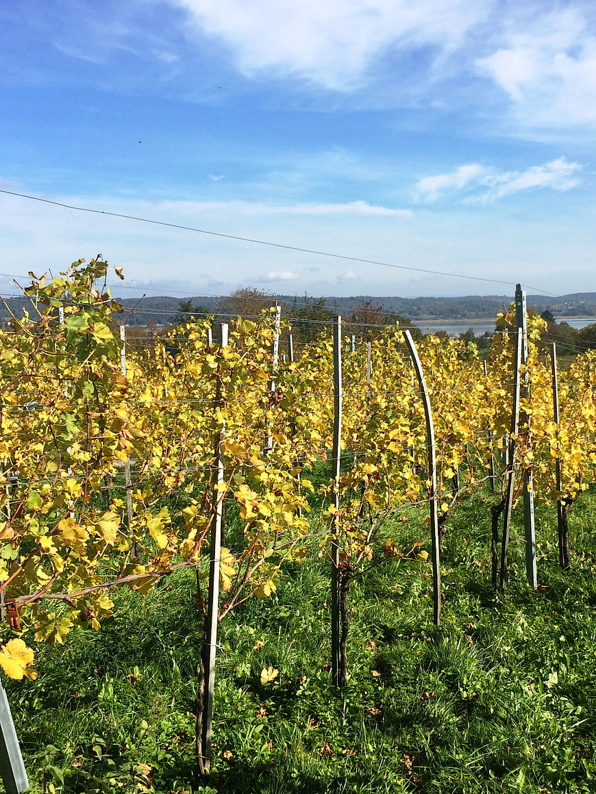 Autumn vineyard with yellow leaves and blue sky