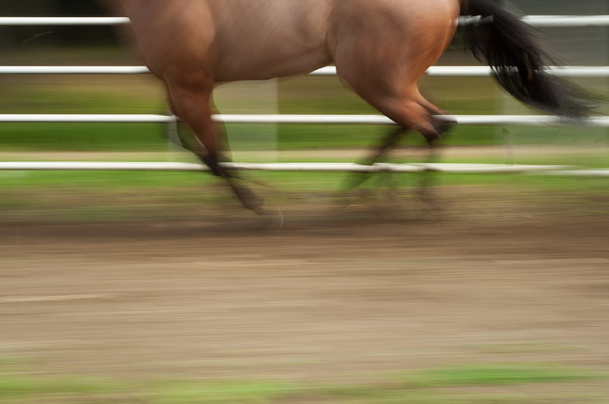Brown Horse Galloping Fast on Dirt Track