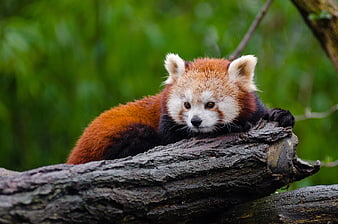Cute Red Panda Resting on a Tree Branch