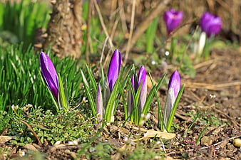 Purple Crocus Flowers Blooming in Early Spring Garden Soil